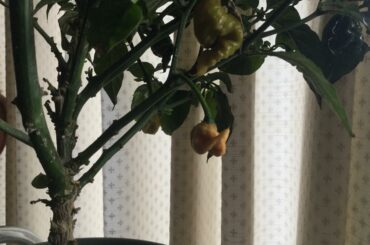 Help IDing this pepper, it’s peach coloured unlike my others?