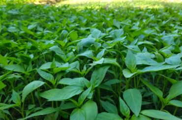 Sprouting Chili For Big Plantation In Just 7 Days l  Thousands of Seedlings Sprouting