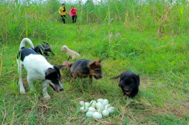 Dog Found Duck Egg At Forest - Grilled Balut With Chili Sauce Recipe