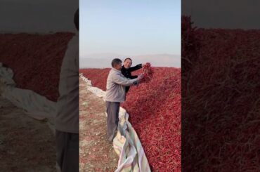 Dried chili for spicy foods recipes