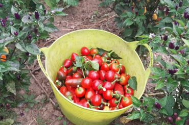 THIS IS REAL HOT CHILI AND SWEET PEPPERS FROM MY GARDEN