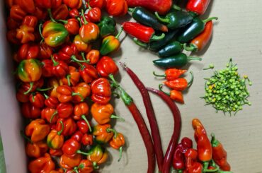 Need a really easy recipe to process all of these together fast... any ideas? :) preferably a recipe with a long expiry date