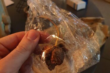 I was gifted a Carolina Reaper today, how do you guys incorporate them in a dish?