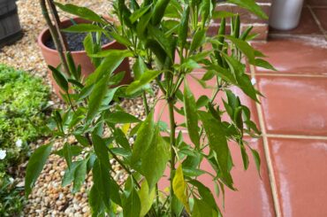 Hey all ! Does anyone know what my plant is lacking or needing ? Thanks !!