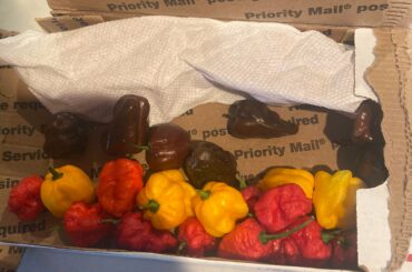 I feel bad for my mouth. (death spiral, chocolate habs, yellow 7 pot and brain strain) also got a bottle of reaper tincture with added cap.