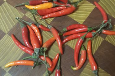 Any idea what these are? Picked them up at the oriental grocery in town. (Pretty hot, below ghost pepper though)