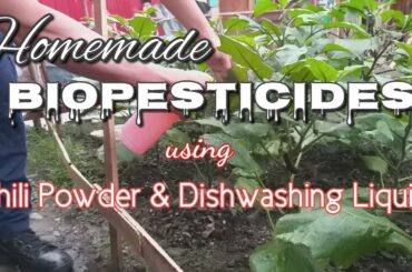 DIY| Chili Powder as a organic Pesiticide.