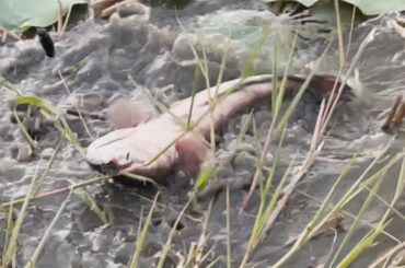 Survival skills: Fishing in Canal salt chili Spicy tasty Cooking for Dinner food ideas