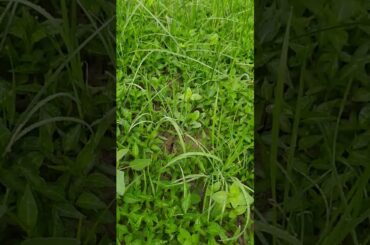 #chili plant on my garden #ploughing of mirch#shorts #mirchi ki kheti mere garden me