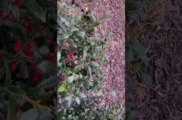 Cook chili my on recipes 01/19/21