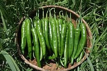 Given a bunch of Korean spicy peppers, what hot sauce recipe would you use it in?