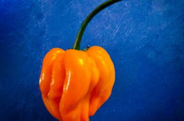 Absolute unit of a habanero