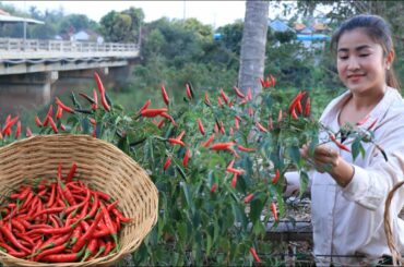 I pick red chili for my recipe / Crispy pork belly with chili sauce recipe / Cooking with Sreypov
