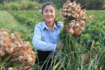 Harvesting garlic for my recipe / Fried fishes with chili sauce recipe / Cooking with Sreypov