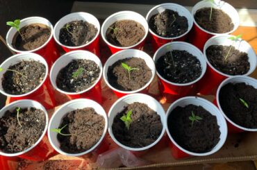 Transplanted my seedlings today.