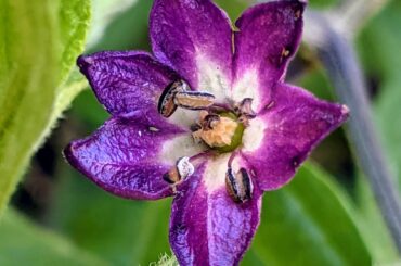 Rocoto (Capsicum Pubescens ) chilli flower, NW Tasmania. These grow outside in Tasmania (40 degrees South ) and survive several years if the frost isn't too bad (this plant is 3 years old).