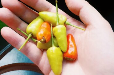 What type of pepper is this? (From the Philippines)