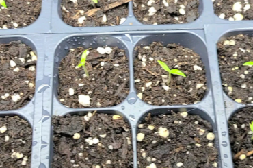 My superhot seedlings are looking good.