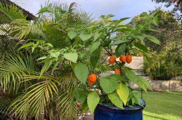 Habanero goodness...one of several plants. Sauce or freeze?