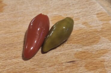I got a jar of these pickled peppers from a friend, but neither of us knows what are these. They are home grown, less than one inch and quite hot, at least 50k SHU. Anyone knows what they are?
