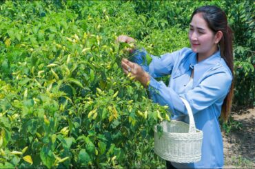 Pick natural chili | Have you ever cook this chili with chicken egg and ovary in this way