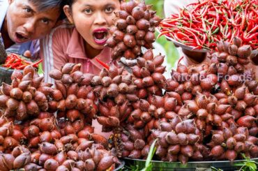 Wow! Mouth-Watering Mixed Spicy Chilli Salt Snake Fruit Recipe in Wild - Eating Snake Fruit 4K Video