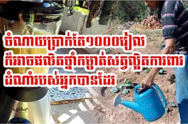 How to make natural fertilizers form Chili