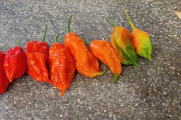 Carolina Reapers I grew. Ended up smoking these, and about 10 more pounds, over apple-wood.