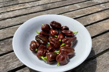 Latest pick, chocolate habanero.