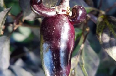 This Count Dracula pepper is flexin’