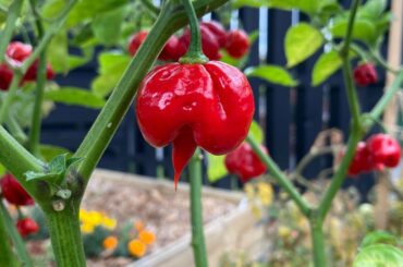 Grown these bad boys from seed, can someone confirm what they are? I was told scotch bonnets. Unbelievable heat to them