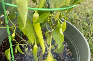 Can anyone identify the long pepper?