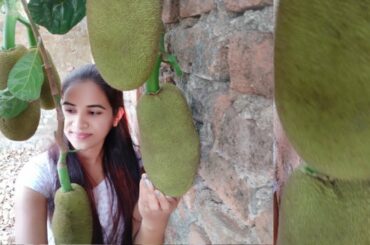 Seasonal jack fruit recipe from my home garden | Sandy's veg food | Chilli panasa recipe