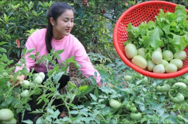 Collect tomatoes, green leaves lettuce, green chili for cooking /Beef steak with chili sauce recipe