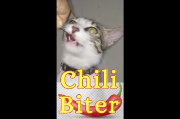 Cat Bites Chili