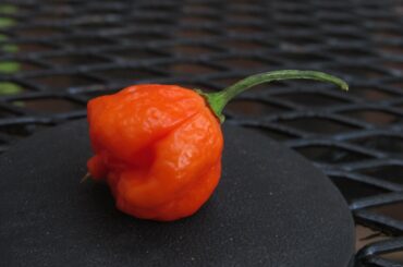 First Harvest from my Trinidad Moruga Scorpion pepper plant!