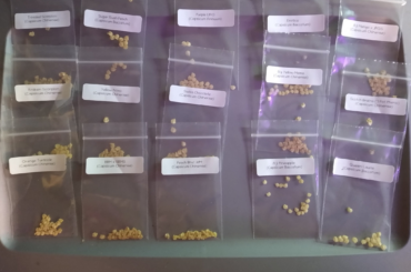 Thanks to whitehotpeppers for the generous amount of freebies. I'll be growing 50 strains of peppers this year and so far everything is flourishing. I'll be posting greenhouse pics soon