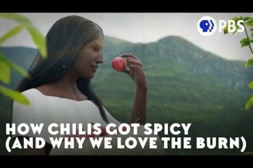 How Chilis Got Spicy (and Why We Love the Burn) - PBS Eons