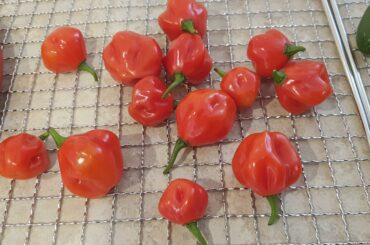 Can anyone confirm this pepper I grew? Maybe a scotch bonnet?