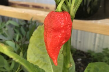 Only one, but a lovely one!