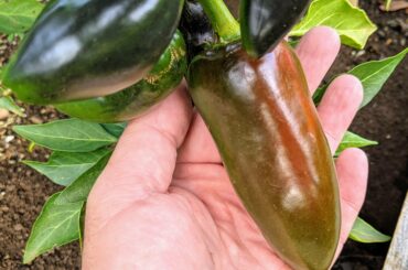 Chunky Jalapeno is nearly ready! (Southern hemisphere)