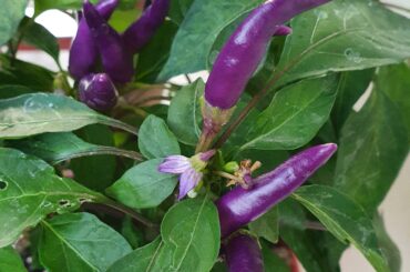 I thought I was growing a normal red chili. I was surprised when I saw violets