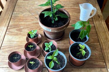 Trying my hand at growing some chillies this year