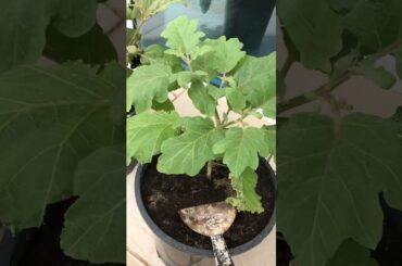 GULAYAN SA PASO TALONG AT CHILI