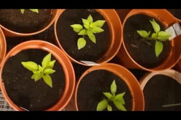 #Short video#Chili, Okra,Tomato and Aubergine Plants# in Pot