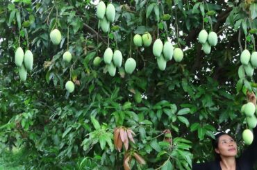 Food Mouth Watering Again With Sour Green Mango Vs salt chili For food Ideas - My Natural Food  # 16