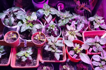 Share some tips or stories about your grow.