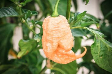 Careful, that tail stings!