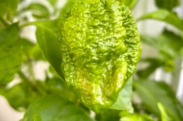 Just before the color change!