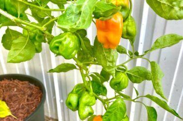 They're riping quickly!